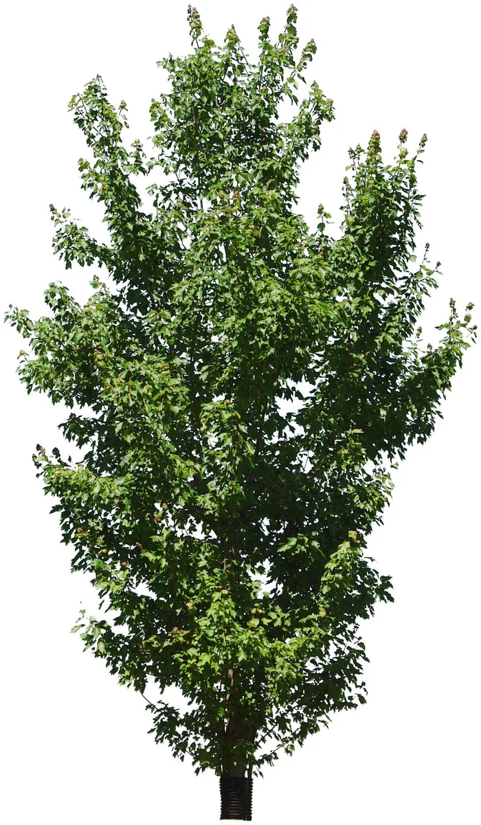 高清树木素材 免抠PSD植物素材 美术绘画园林贴图 树草灌木花草psd模版下载