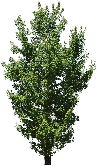 高清树木素材 免抠PSD植物素材 美术绘画园林贴图 树草灌木花草