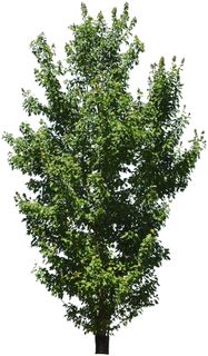 高清树木素材 免抠PSD植物素材 美术绘画园林贴图 树草灌木花草 高清树木素材 免抠PSD植物素材 美术绘画园林贴图 树草灌木花草