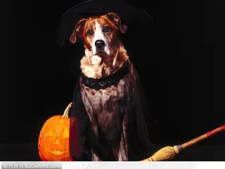 万圣节装扮的狗与南瓜