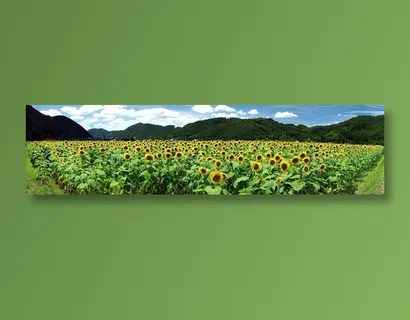 山脉前的向日葵花田 山脉前的向日葵花田