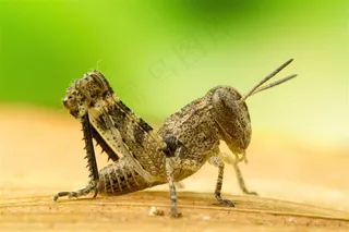 青色的蚂蚱高清摄影素材