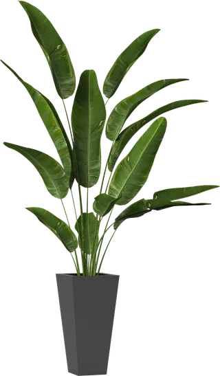 树木树枝树叶免扣素材