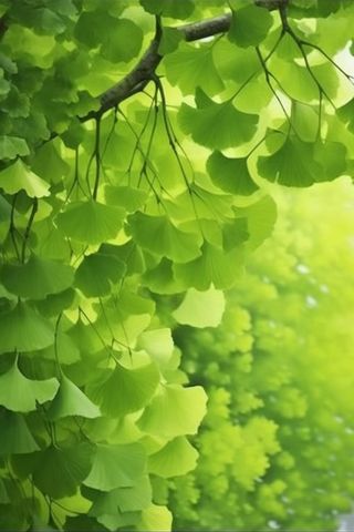 绿色银杏叶背景