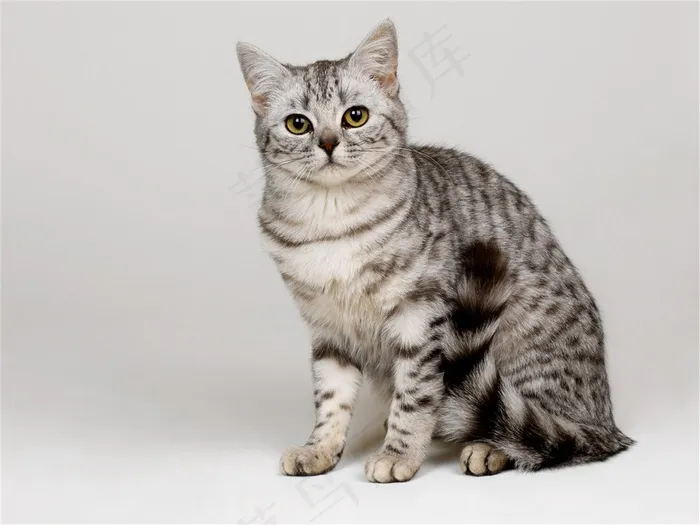 坐地上的小猫素材