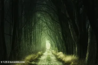 幽深树林里的道路树林风景图片