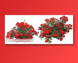 白色背景花丛玫瑰花图片