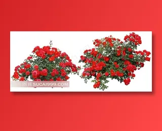 白色背景花丛玫瑰花图片