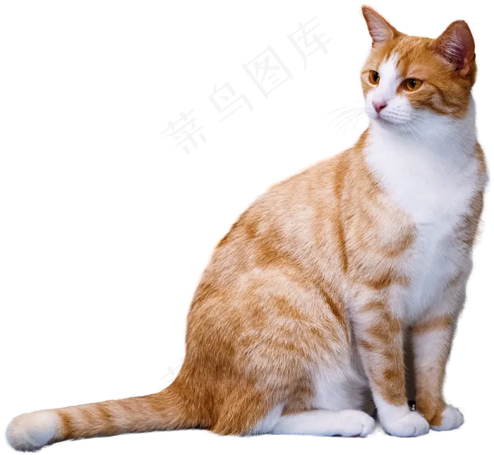 猫, 孤立, 看法, 有趣的, 野生动物