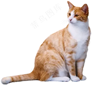 猫, 孤立, 看法, 有趣的, 野生动物