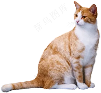 猫, 孤立, 看法, 有趣的, 野生动物 猫, 孤立, 看法, 有趣的, 野生动物