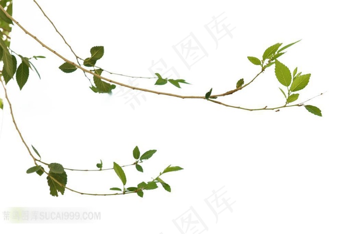 垂下来的榆树枝条白色背景