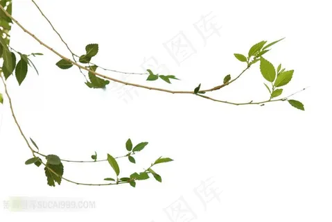 垂下来的榆树枝条白色背景