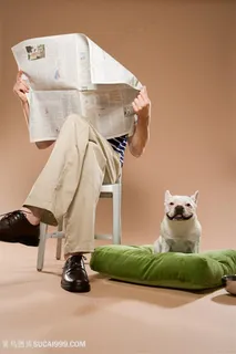 高清看报纸的男人与斗牛犬狗狗图片