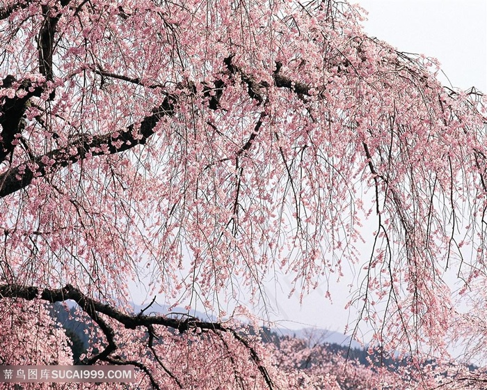 高清唯美粉色满树桃花鲜花图片