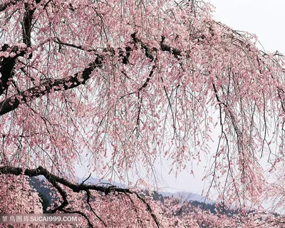 高清唯美粉色满树桃花鲜花图片 高清唯美粉色满树桃花鲜花图片