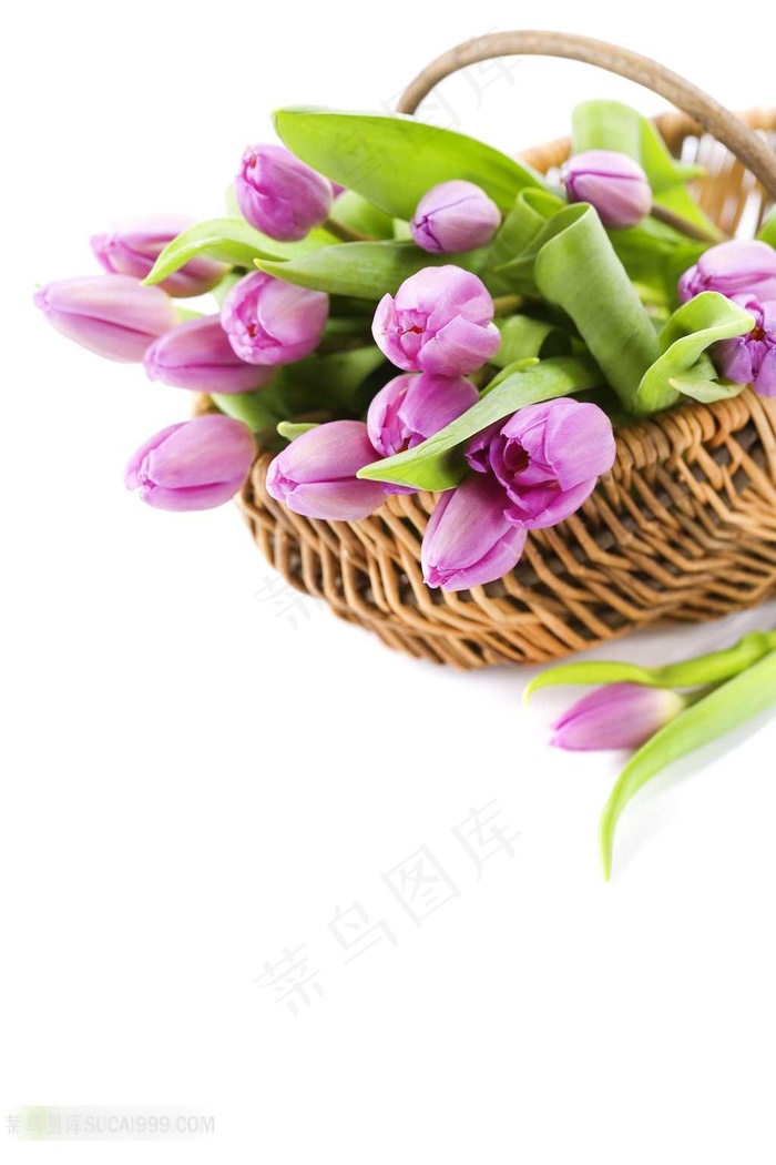 篮子里的紫色郁金香图片下载
