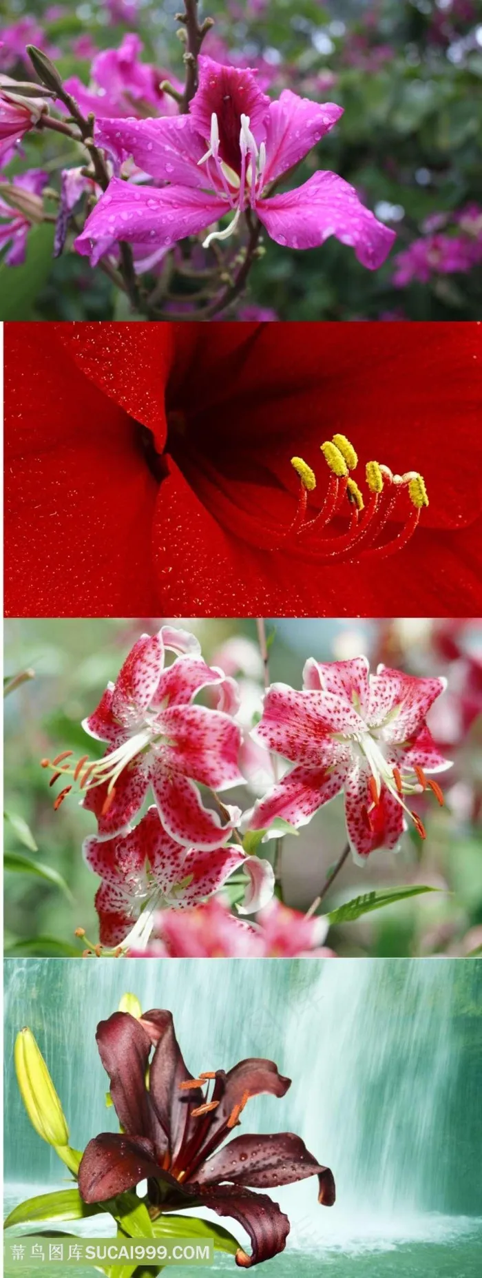 娇艳美丽的百合花素材