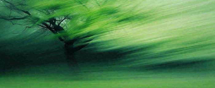 绿色植物树木绚丽虚幻背景(1712x704)