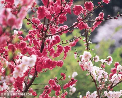 高清唯美桃花图片 高清唯美桃花图片