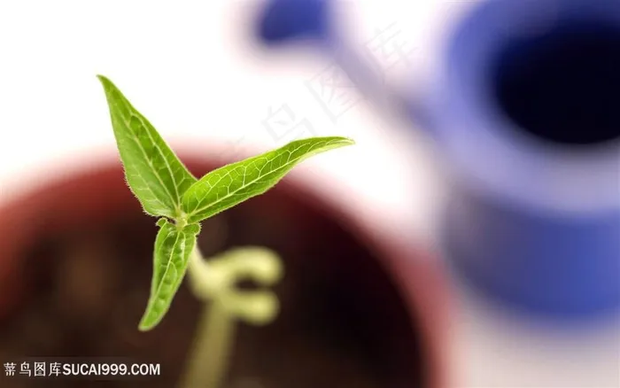 蔬菜豆芽图片