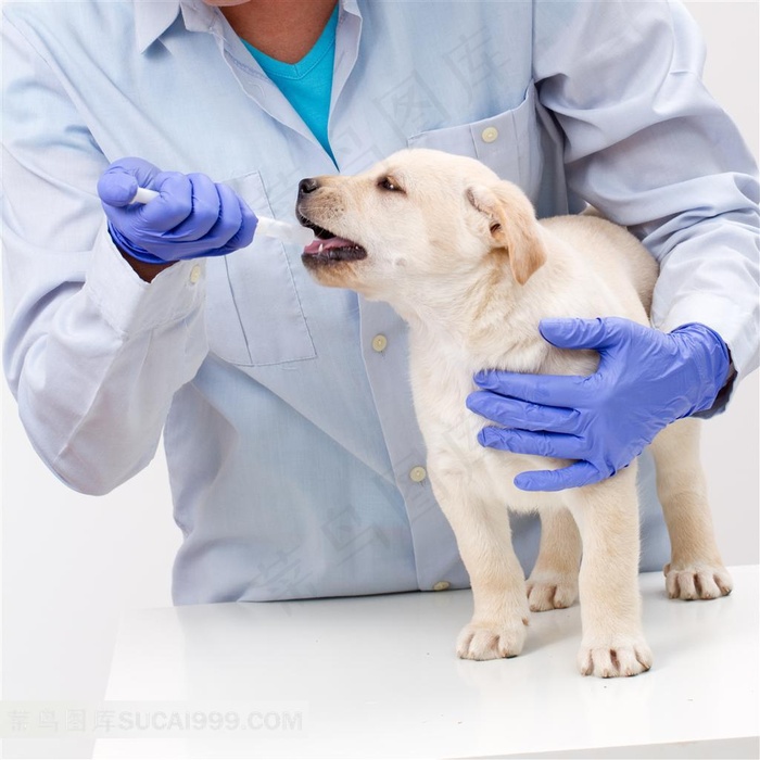 宠物护理系列 - 正在给小狗喂营养剂的医生