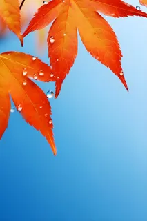 秋天枫叶雨水露珠清新背景