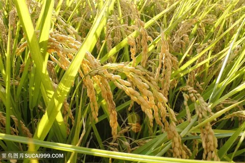 唯美农作物水稻