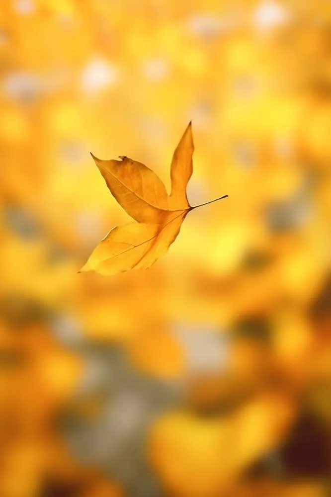 秋天落叶秋叶黄色背景(896x1344)