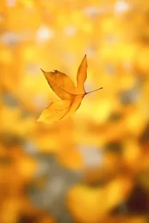 秋天落叶秋叶黄色背景