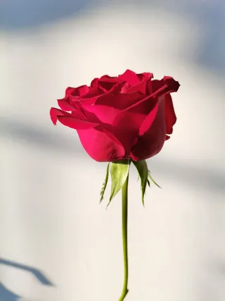 阳光下一支盛开的玫瑰