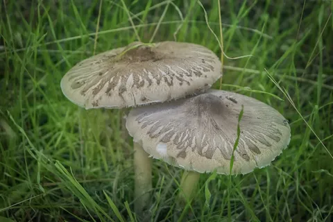 食用真菌蘑菇图片 食用真菌蘑菇图片