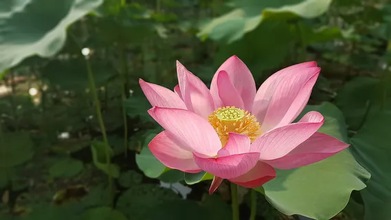 花朵 花束 植物 素材 (246) 花朵 花束 植物 素材 (246)