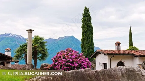 柏树鲜花田园风光