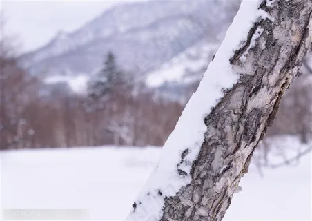 冰天雪地-斜着的一颗松树树杆上挂满雪花 冰天雪地-斜着的一颗松树树杆上挂满雪花