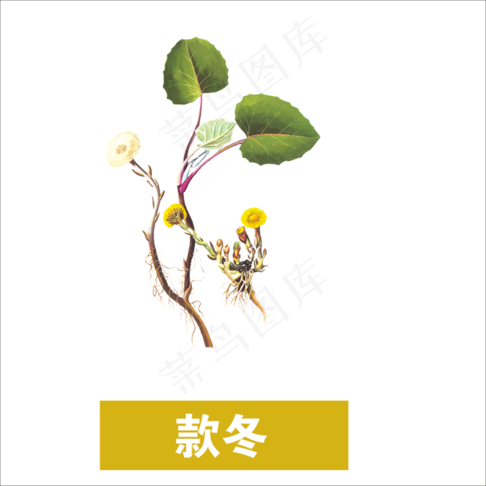 手绘草本中药药材款冬