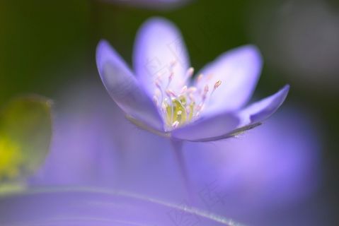 梦幻紫色花朵图片唯美 梦幻紫色花朵图片唯美