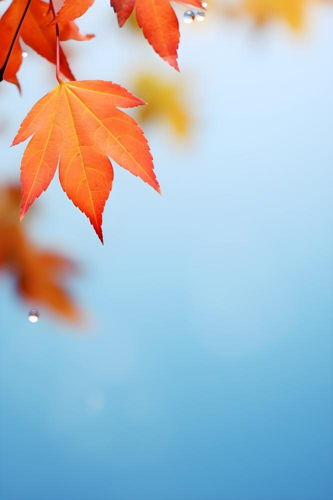 秋天枫叶雨水露珠清新背景
