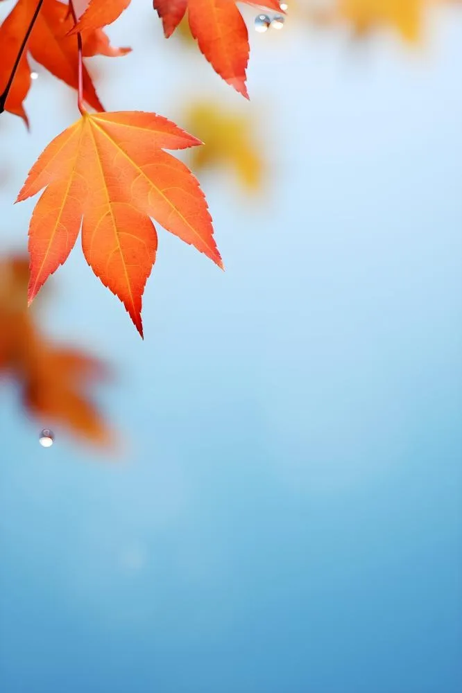 秋天枫叶雨水露珠清新背景(2400x3600)