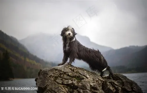 高清在石头上眺望的爱尔兰猎狼犬图片