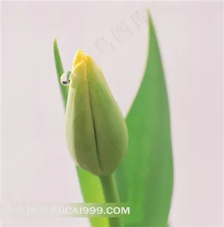 唯美绿色植物和水珠素材图片