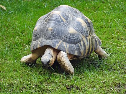 草地长寿龟图片