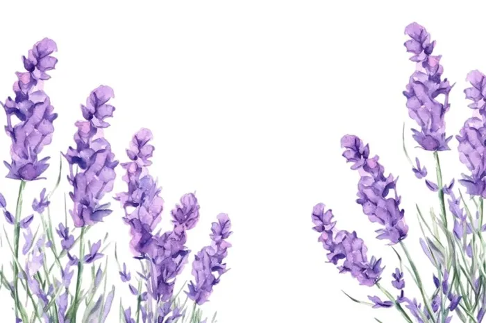 紫色花束植物插画免抠(1344x896)