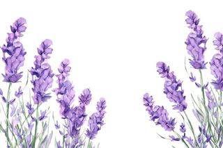 紫色花束植物插画免抠