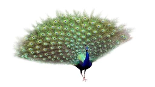 孔雀 PNG免抠(600x338)