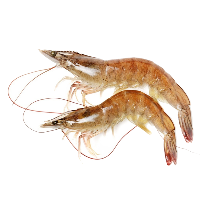 虾类(30)海鲜超市商品红酒白底图免抠实物摄影png格式图片透明底