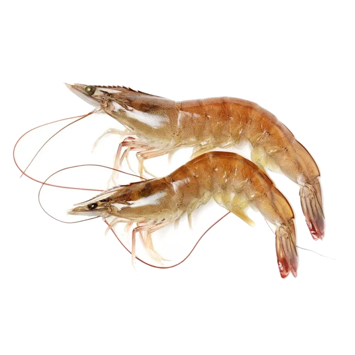 虾类(30)海鲜超市商品红酒白底图免抠实物摄影png格式图片透明底