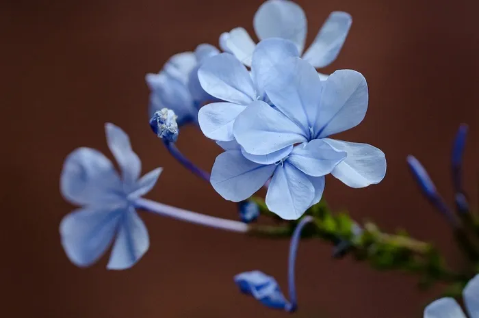 花, 蓝色花朵, 花园, 花瓣, 蓝色的花瓣