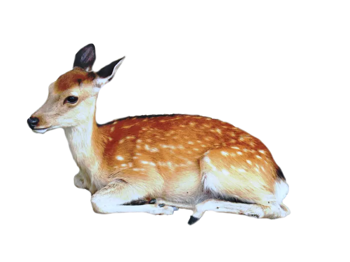 鹿动物免扣素材透明背景