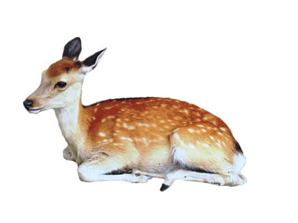 鹿动物免扣素材透明背景